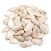 Shell Color