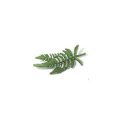 Pine Leaves
